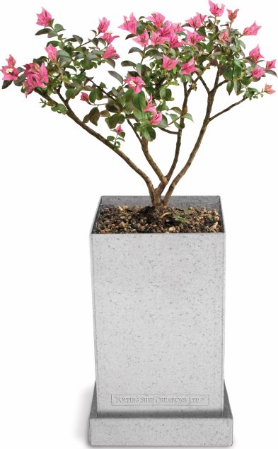 Bonsai Seed Kits - Image 3