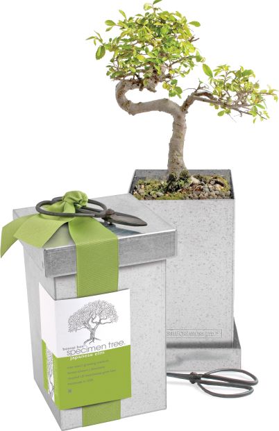 Bonsai Seed Kits