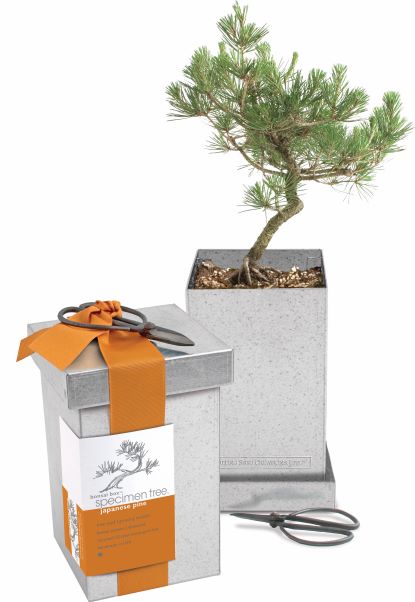 Bonsai Seed Kits - Image 2