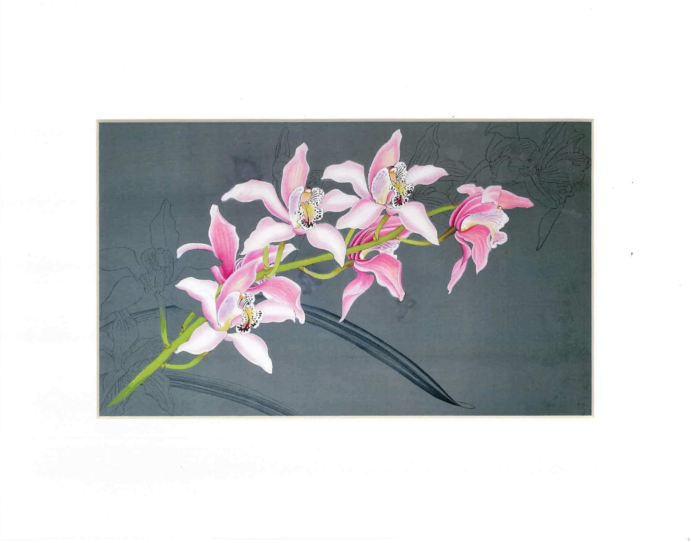 printcymbidium-min (1) (1)