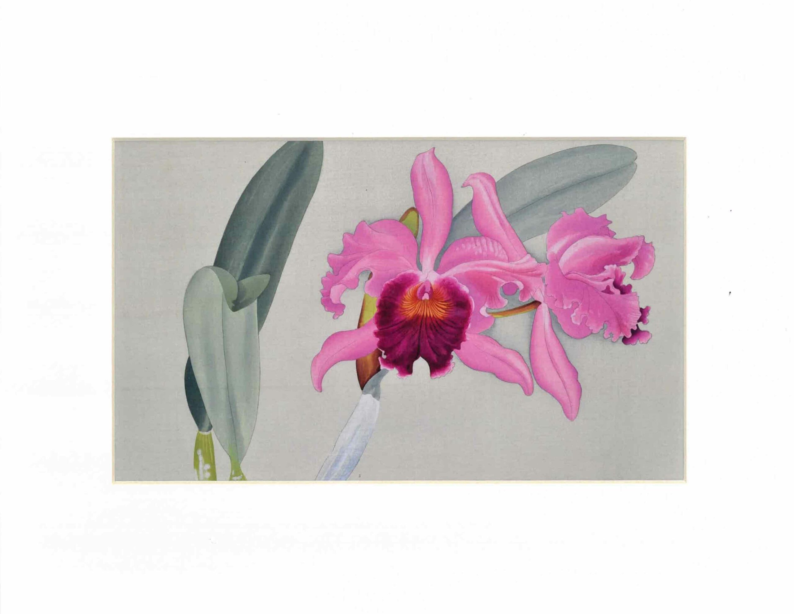 printlaeliocattleya1