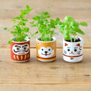 Lucky Plant Kits