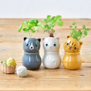 Corocoro Cat Plants