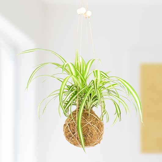 Kokedama DIY Kit - Image 3